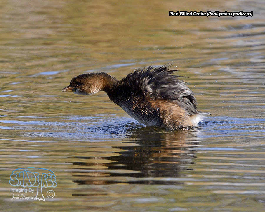 Pied-Billed Grebe - Podilymbus podiceps