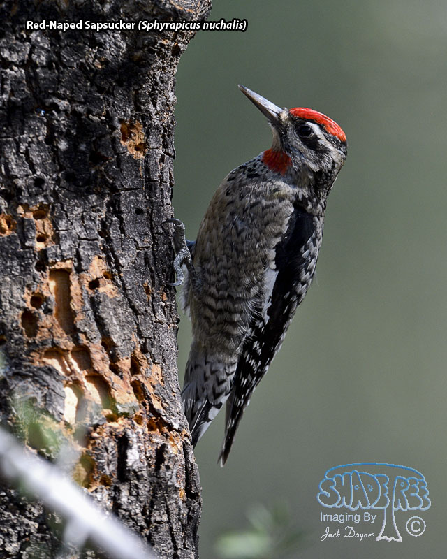 Red-Naped Sapsucker - Sphyrapicus nuchalis