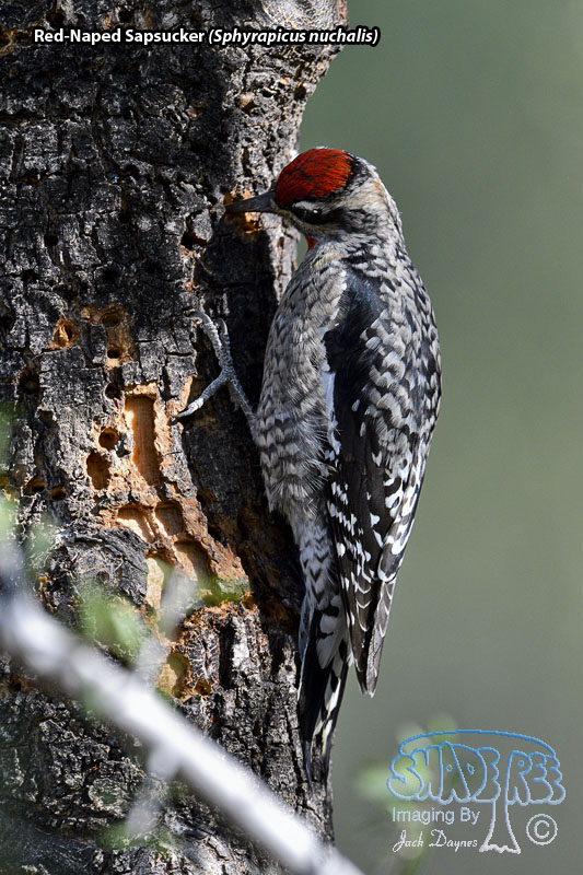 Red-Naped Sapsucker - Sphyrapicus nuchalis