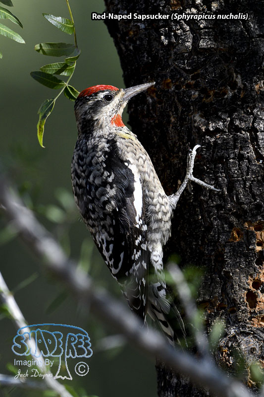 Red-Naped Sapsucker - Sphyrapicus nuchalis