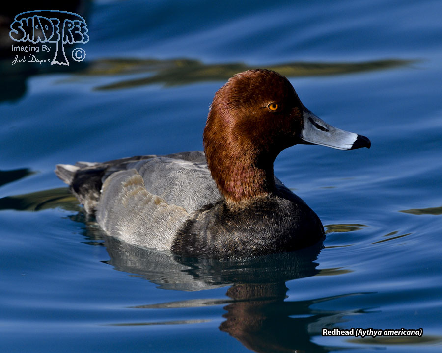 Redhead - Aythya americana
