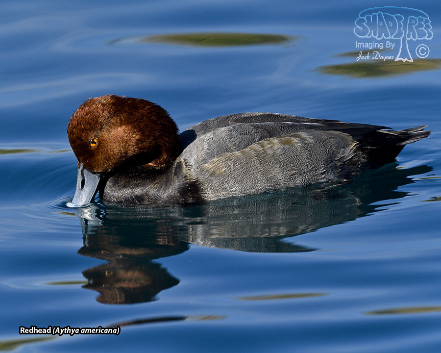 Redhead - Aythya americana