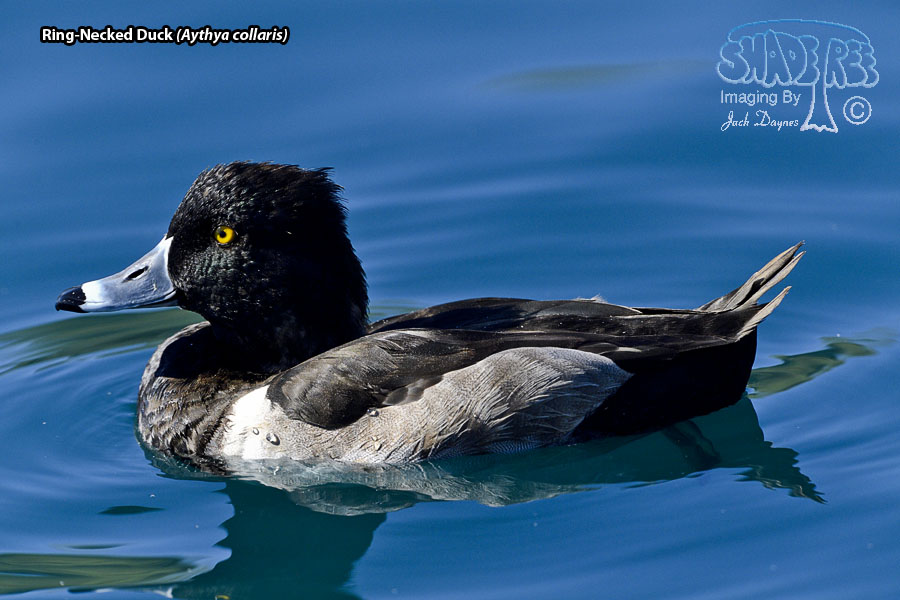 Ring-Necked Duck - Aythya collaris