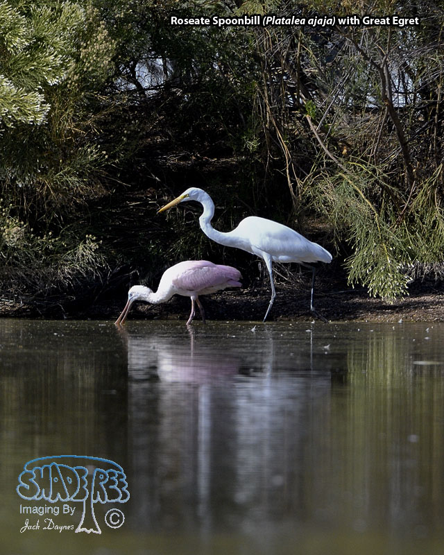 Roseate Spoonbill - Platalea ajaja