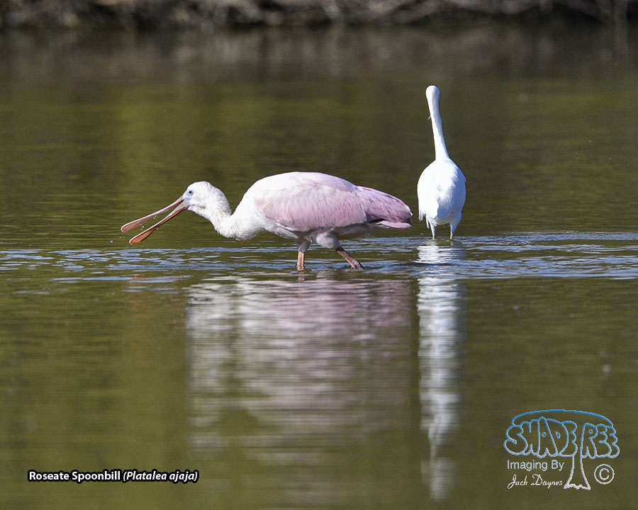 Roseate Spoonbill - Platalea ajaja