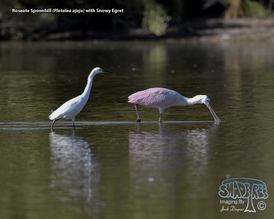Roseate Spoonbill - Platalea ajaja