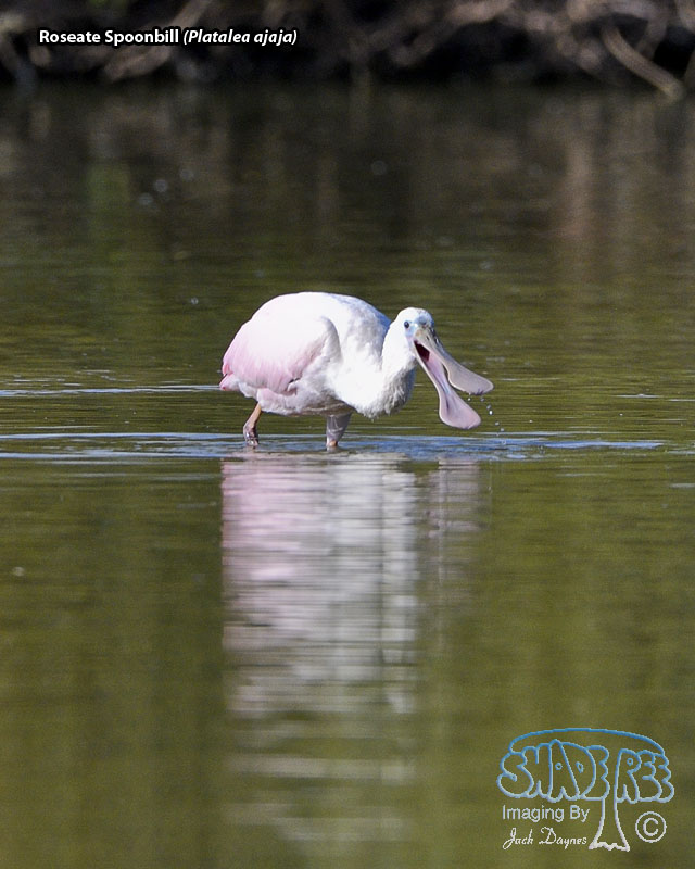 Roseate Spoonbill - Platalea ajaja