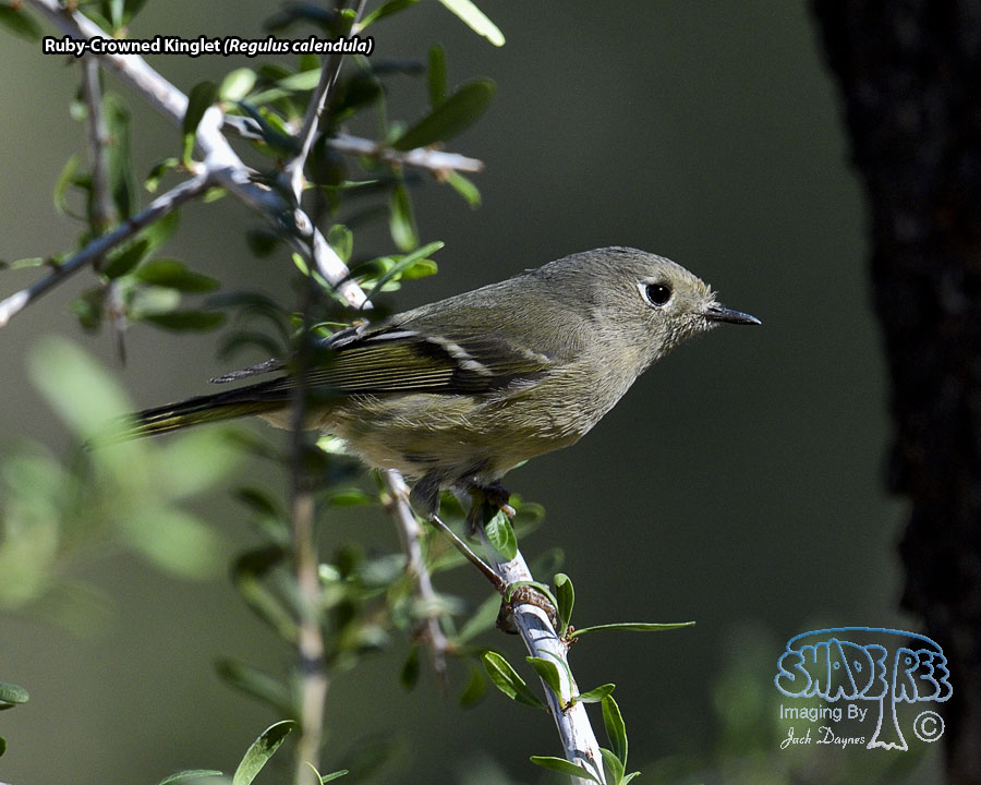 Ruby-Crowned Kinglet - Regulus calendula