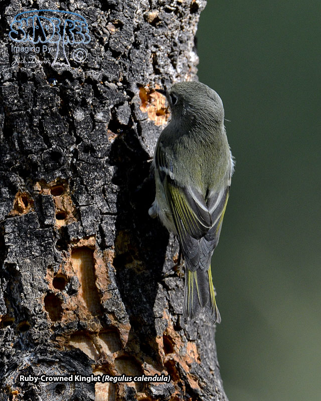 Ruby-Crowned Kinglet - Regulus calendula