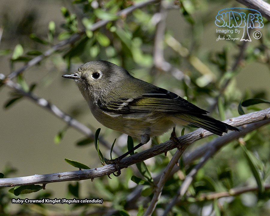 Ruby-Crowned Kinglet - Regulus calendula