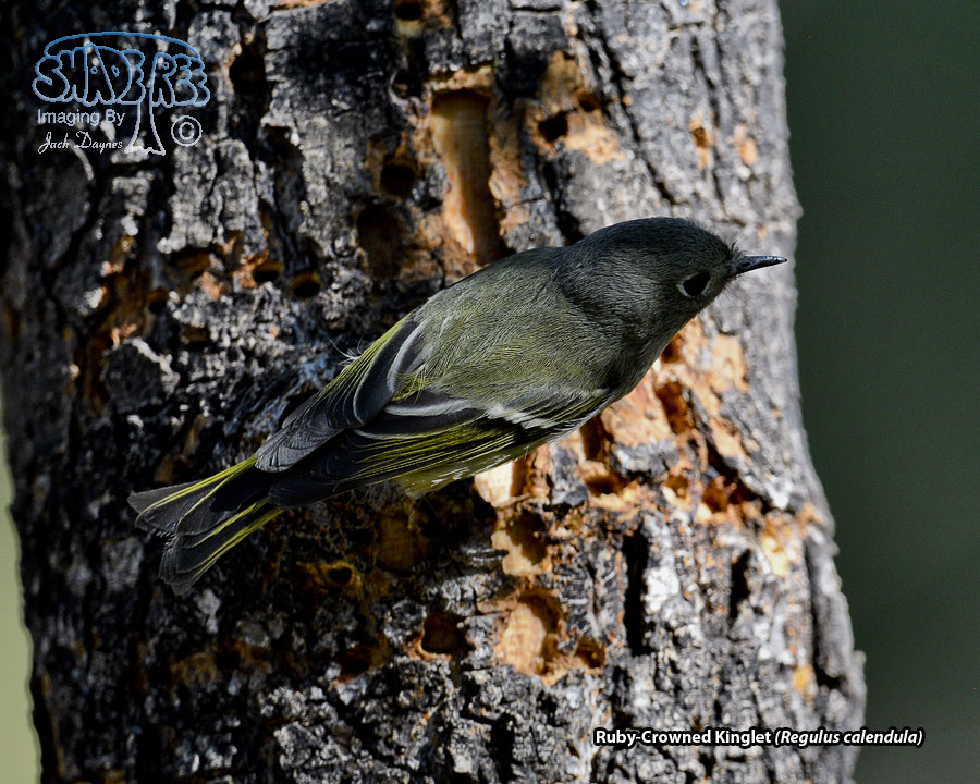 Ruby-Crowned Kinglet - Regulus calendula