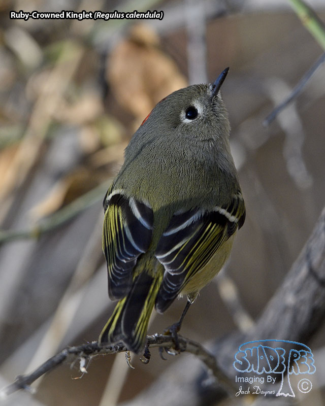 Ruby-Crowned Kinglet - Regulus calendula