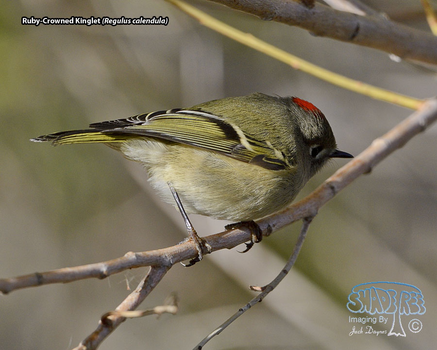 Ruby-Crowned Kinglet - Regulus calendula