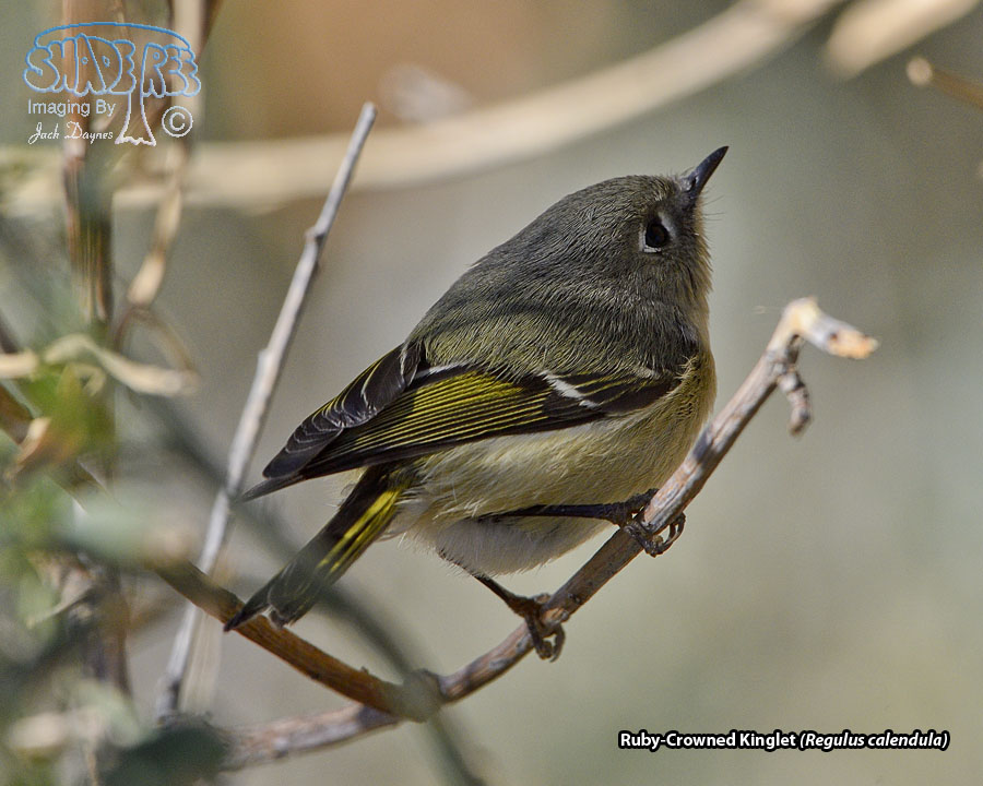 Ruby-Crowned Kinglet - Regulus calendula