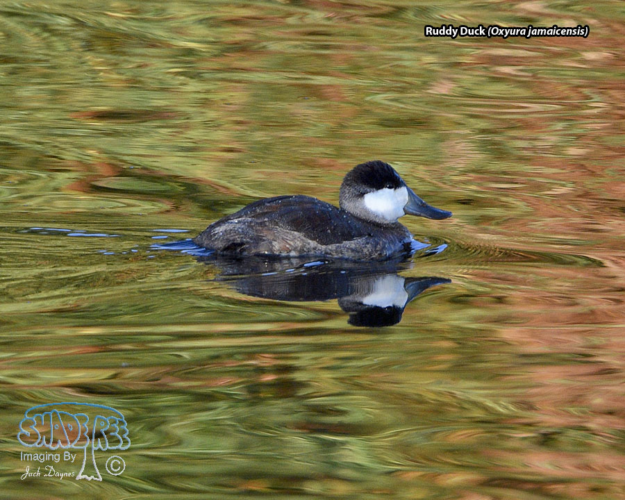 Ruddy Duck - Oxyura jamaicensis