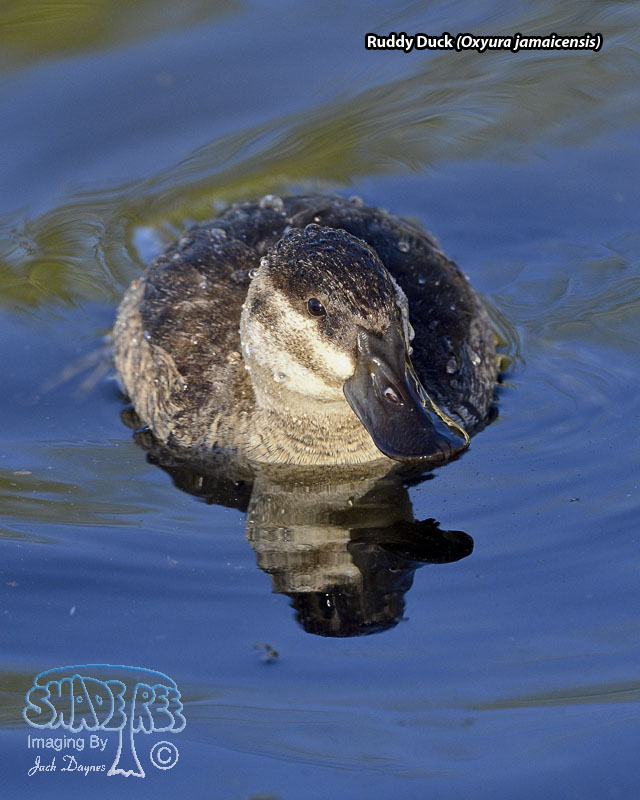 Ruddy Duck - Oxyura jamaicensis