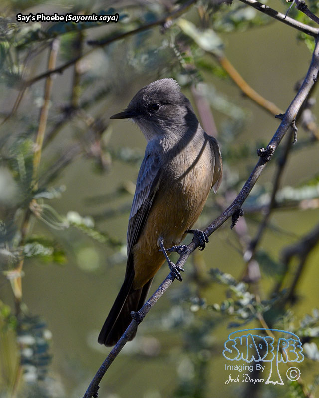 Say's Phoebe - Sayornis saya