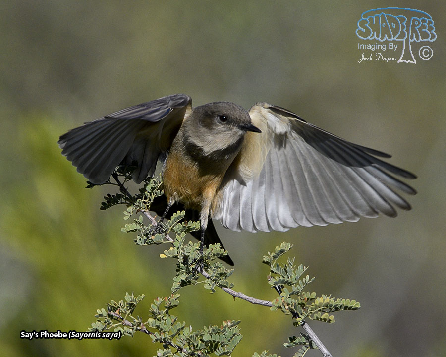 Say's Phoebe - Sayornis saya