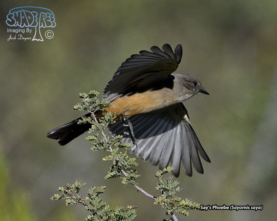 Say's Phoebe - Sayornis saya