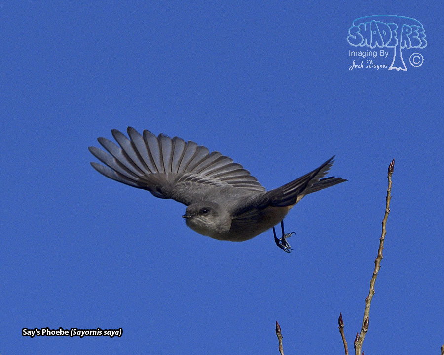 Say's Phoebe - Sayornis saya