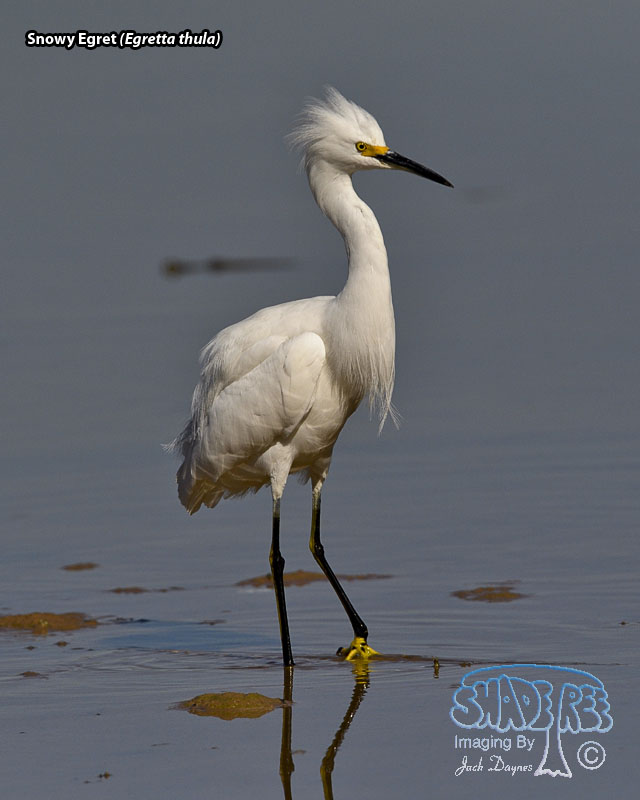 Snowy Egret - Egretta thula