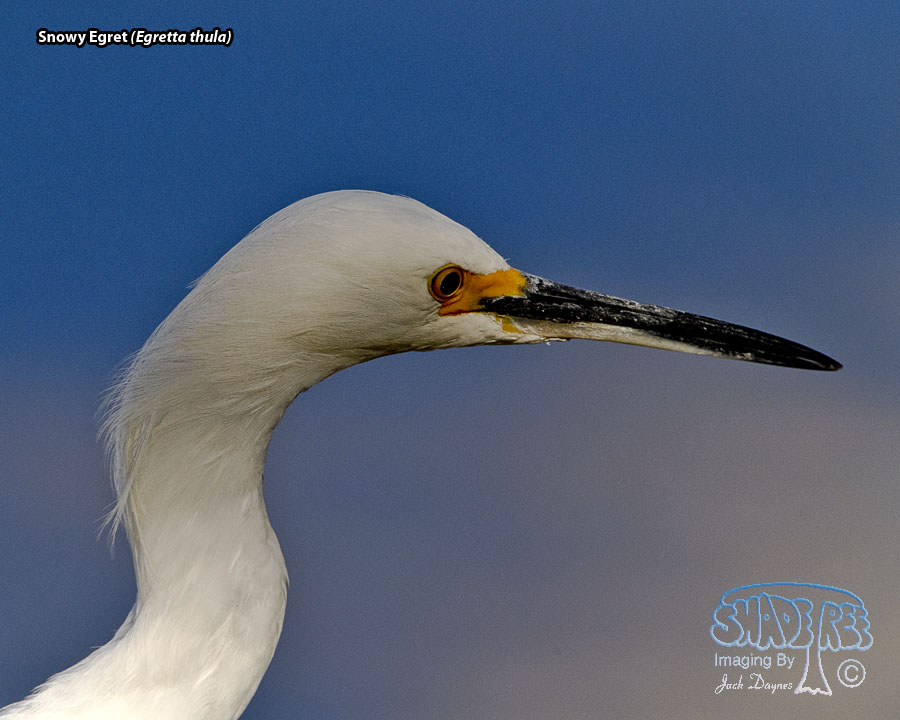 Snowy Egret - Egretta thula