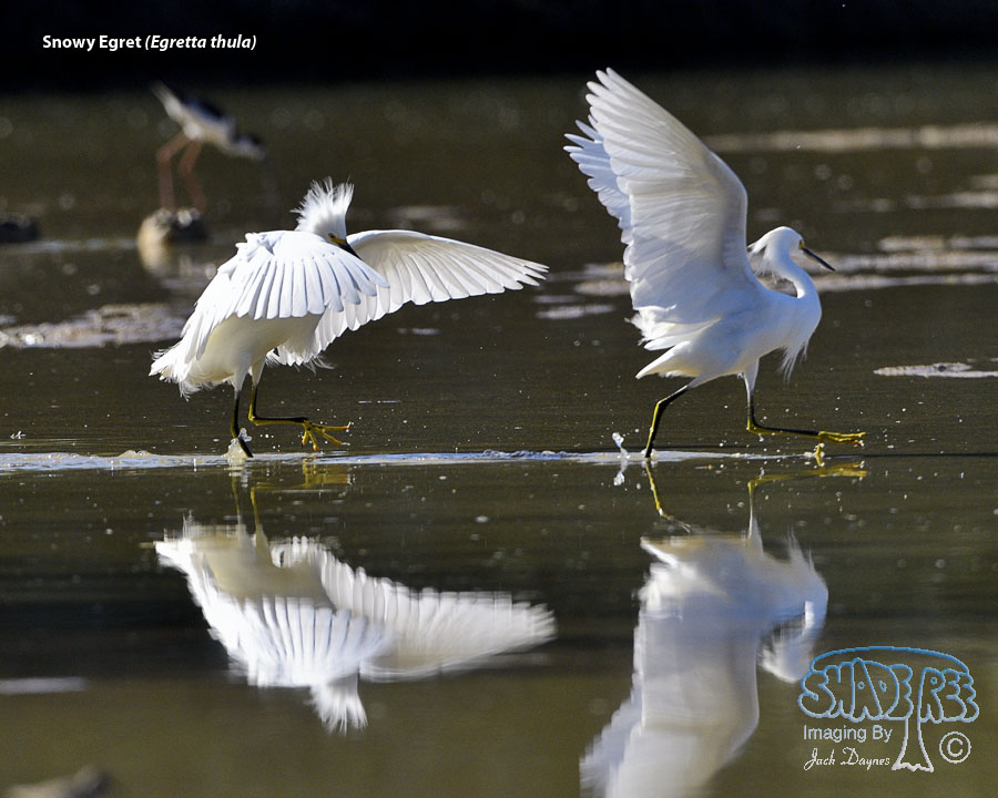 Snowy Egret - Egretta thula