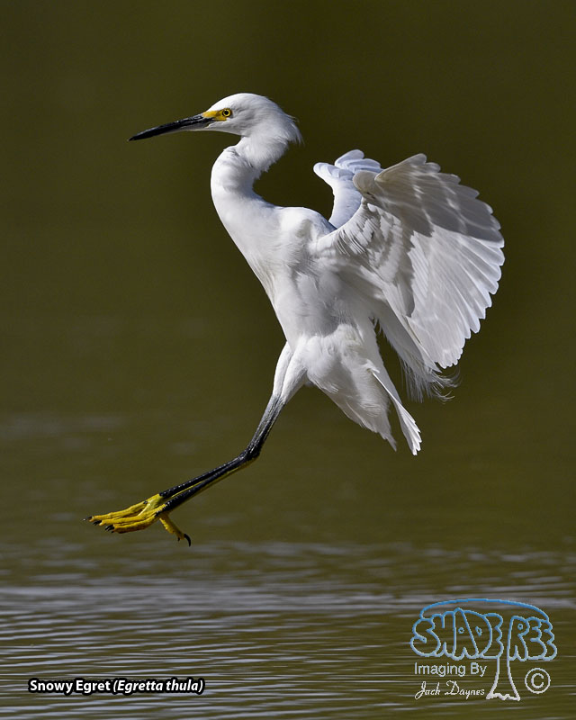 Snowy Egret - Egretta thula