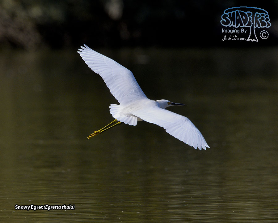 Snowy Egret - Egretta thula