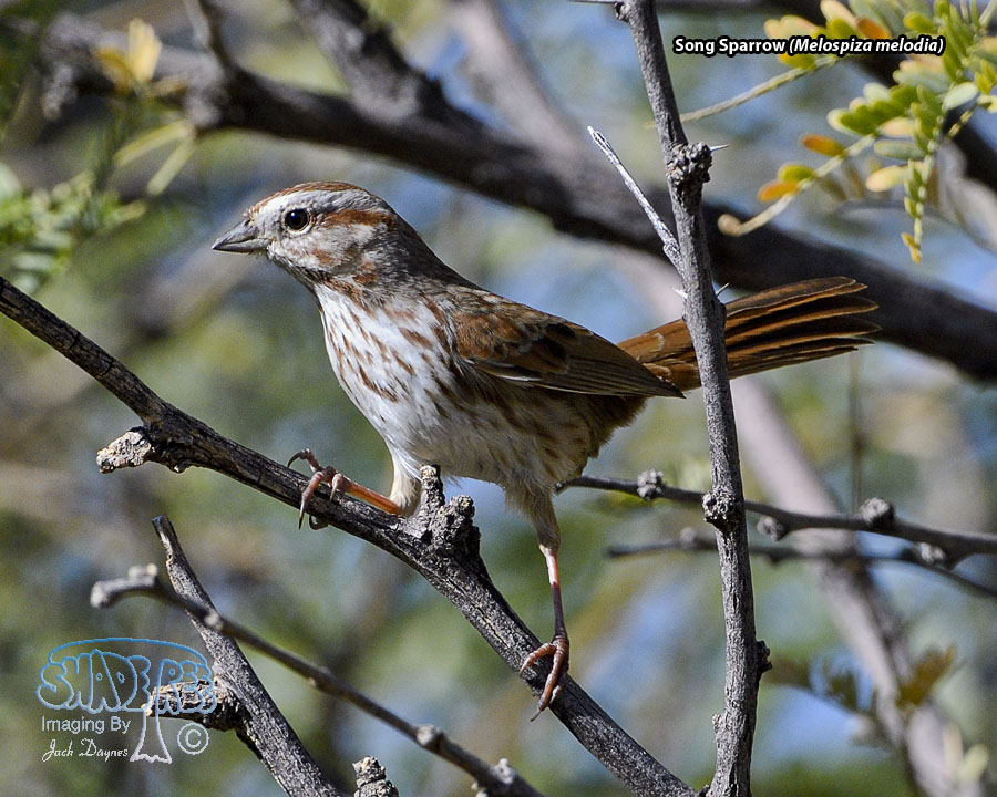 Song Sparrow - Melospiza melodia