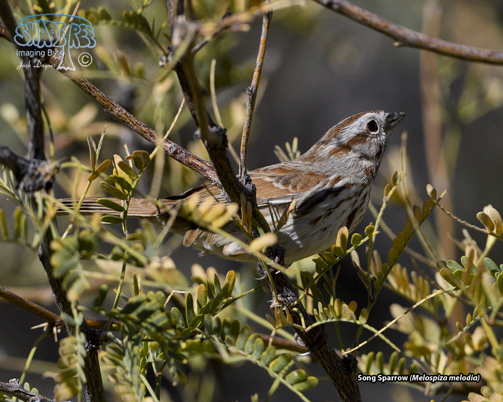 Song Sparrow - Melospiza melodia