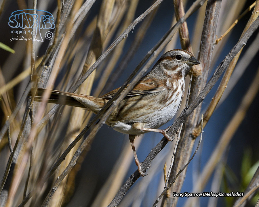 Song Sparrow - Melospiza melodia