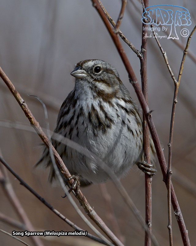 Song Sparrow - Melospiza melodia