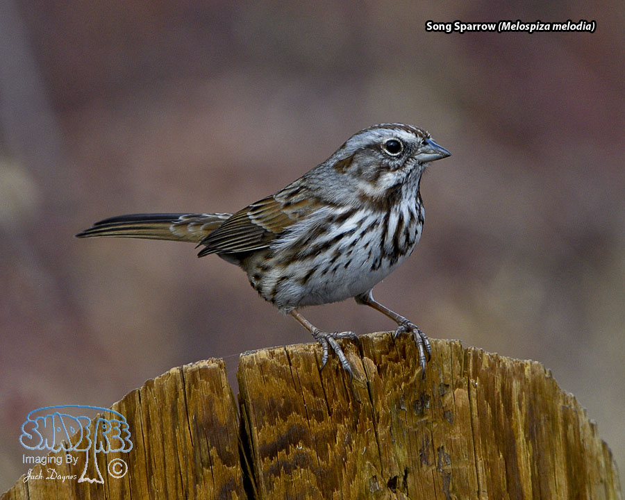 Song Sparrow - Melospiza melodia