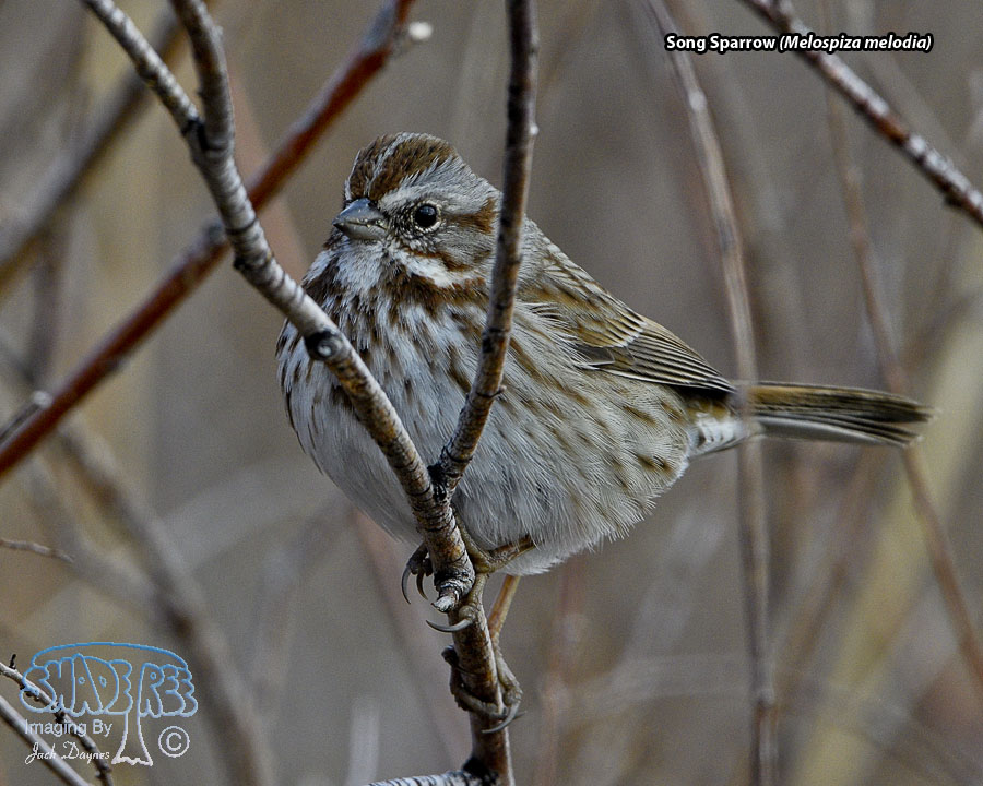 Song Sparrow - Melospiza melodia