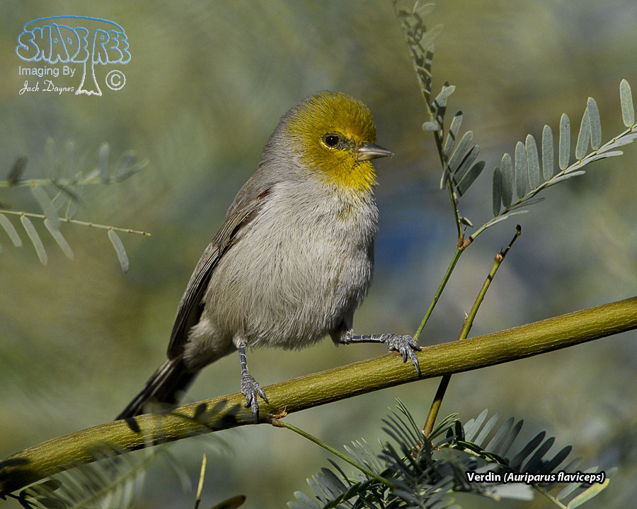 Verdin - Auriparus flaviceps