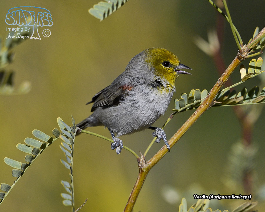 Verdin - Auriparus flaviceps