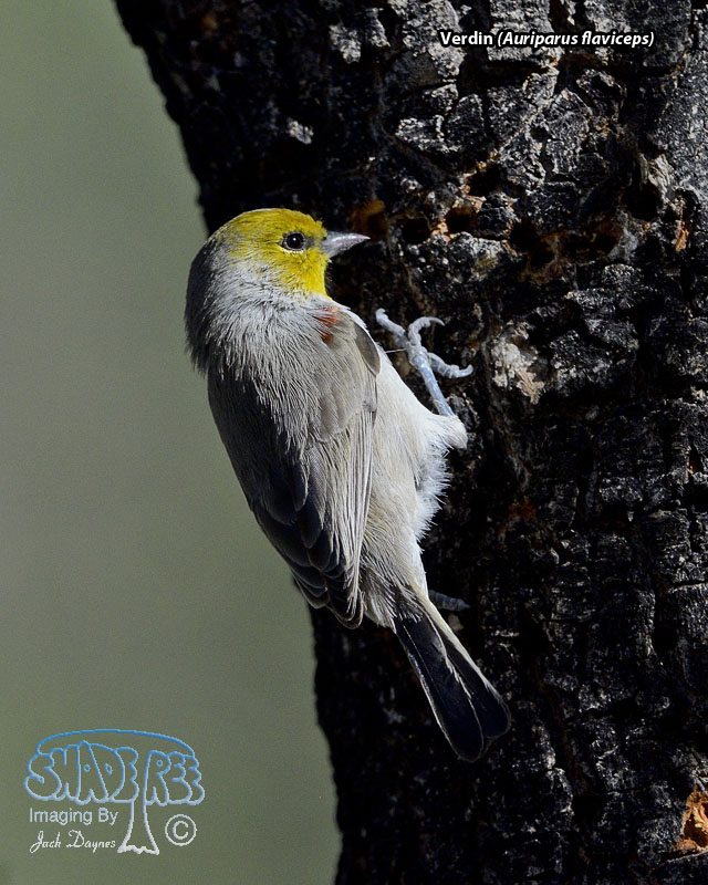 Verdin - Auriparus flaviceps
