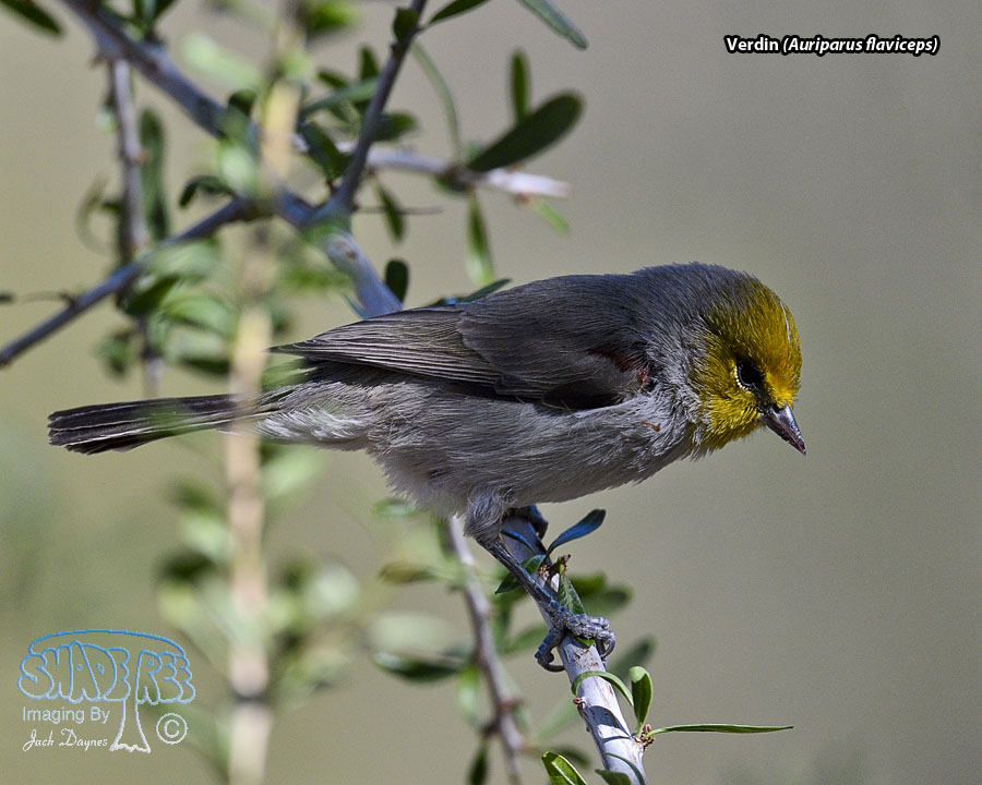 Verdin - Auriparus flaviceps