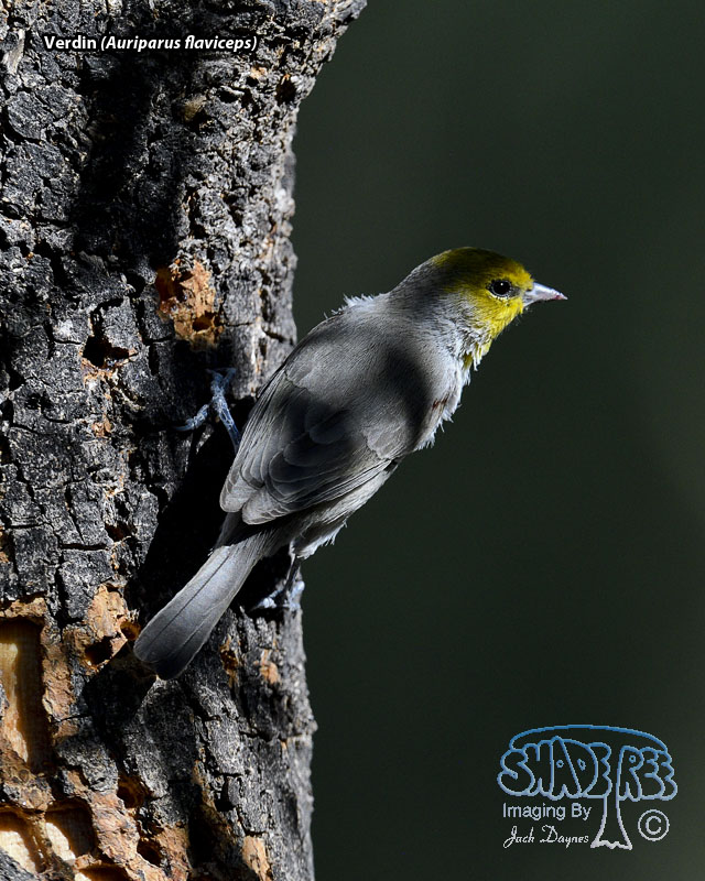 Verdin - Auriparus flaviceps