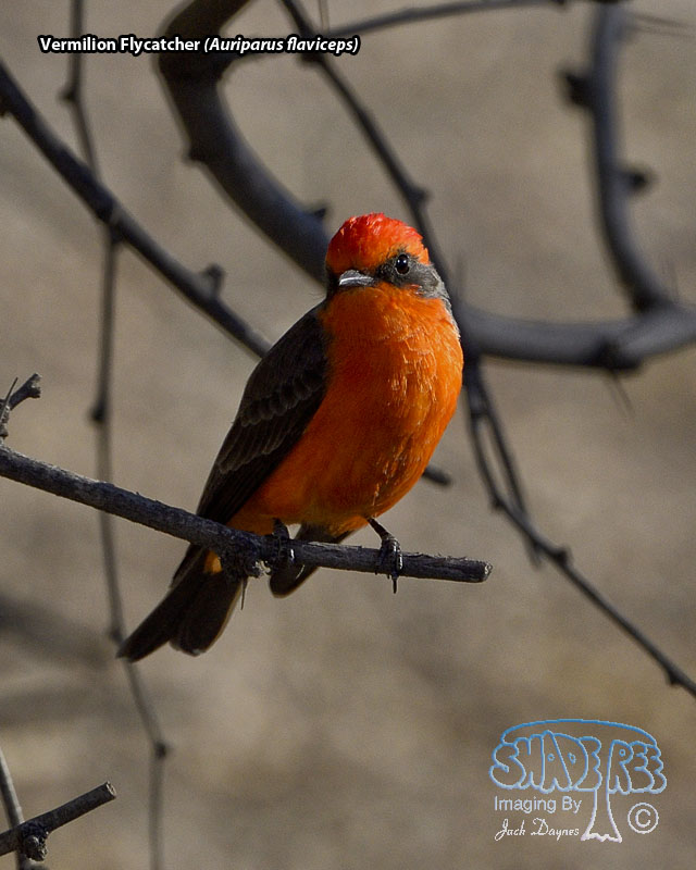 Vermilion Flycatcher - Pyrocephalus rubinus