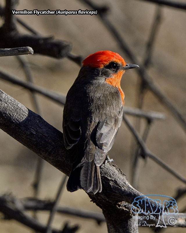Vermilion Flycatcher - Pyrocephalus rubinus