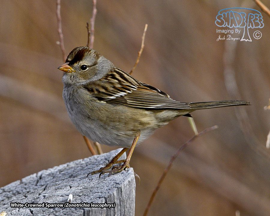 White-Crowned Sparrow - Zonotrichia leucophrys