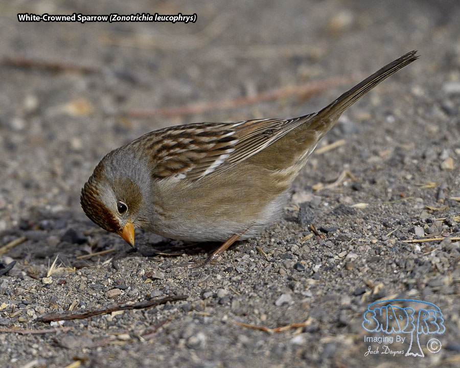 White-Crowned Sparrow - Zonotrichia leucophrys