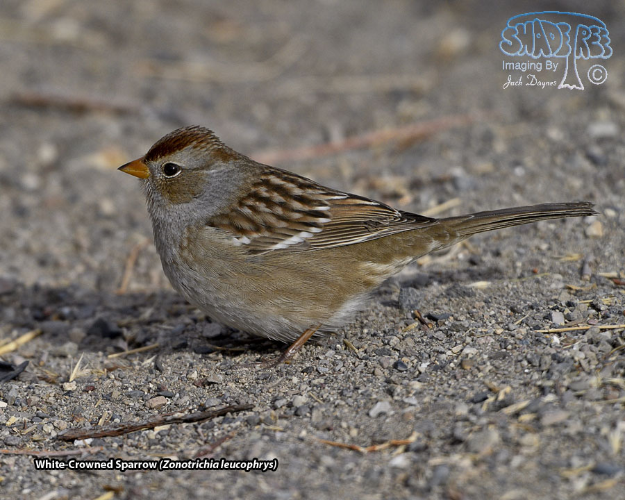 White-Crowned Sparrow - Zonotrichia leucophrys