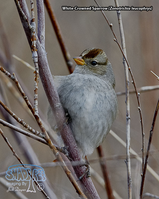 White-Crowned Sparrow - Zonotrichia leucophrys