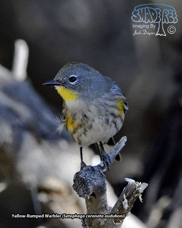 Yellow-Rumped Warbler - Setophaga coronata auduboni