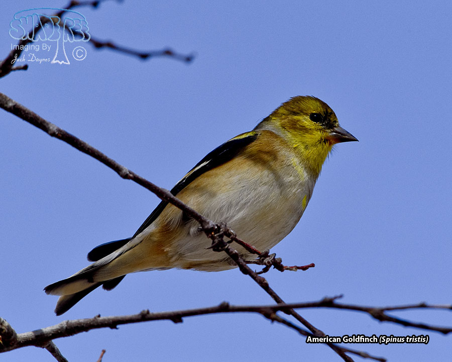 American Goldfinch - Spinus tristis