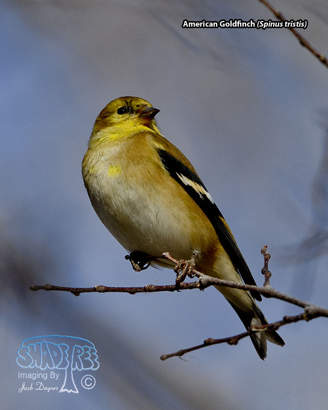 American Goldfinch - Spinus tristis