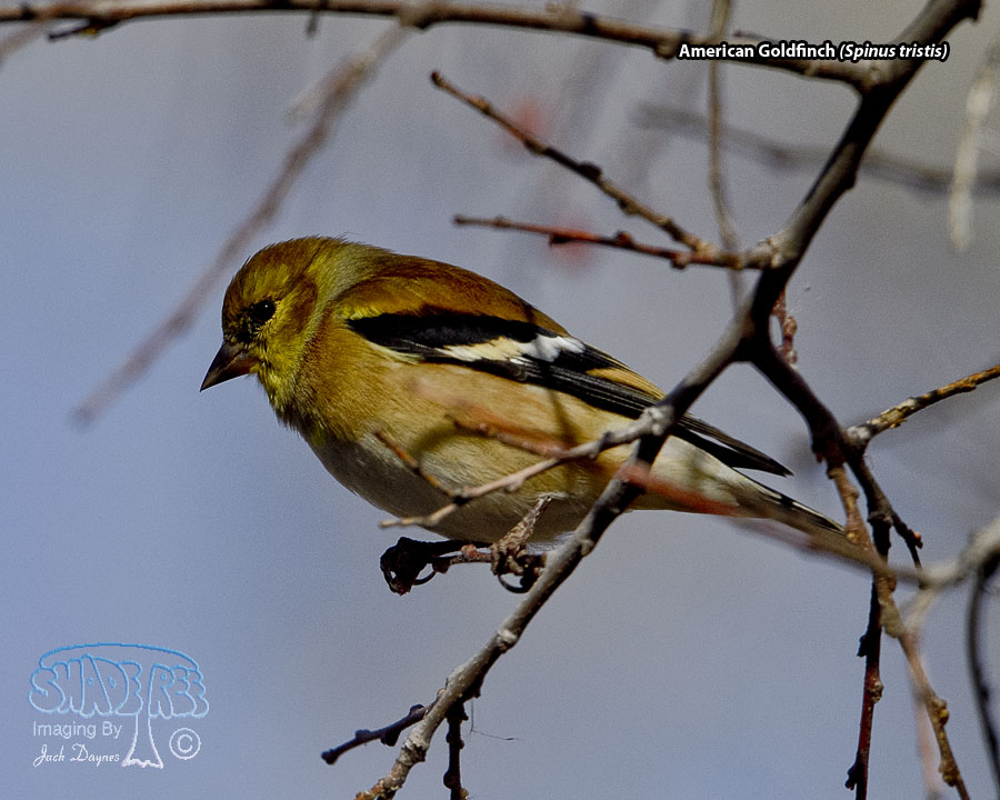 American Goldfinch - Spinus tristis